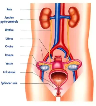 Dr Anass Nouri — Urologue