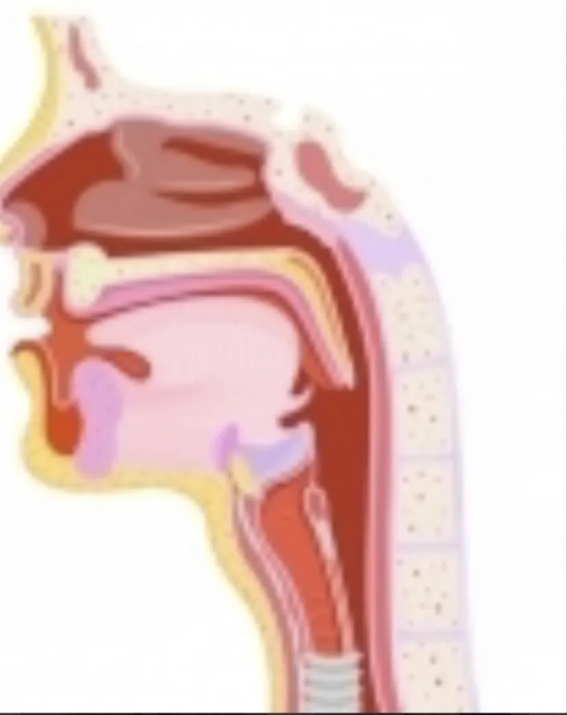Dr Abderrahim Eljerrari — Oto-rhino-laryngologiste