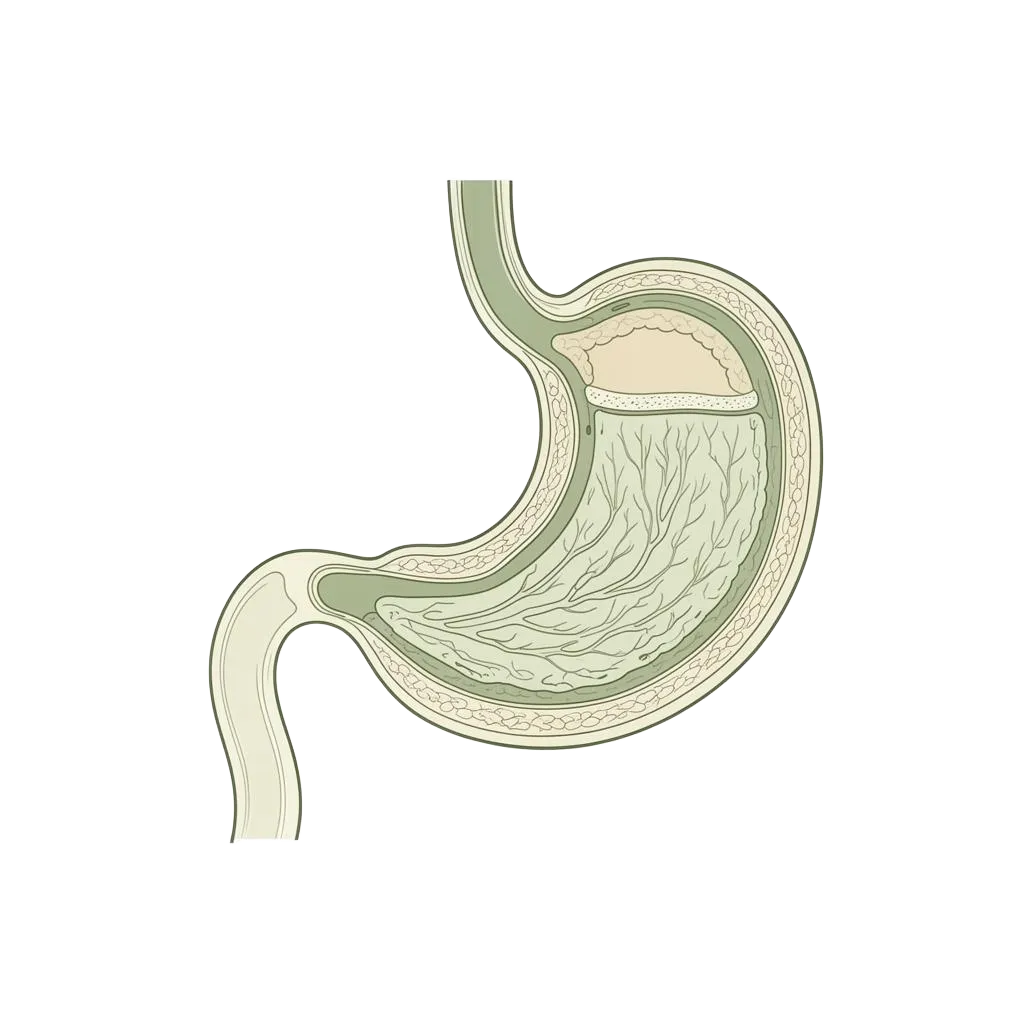 Dr Soumaya Faik - Cabinet de Gastro-Entérologie